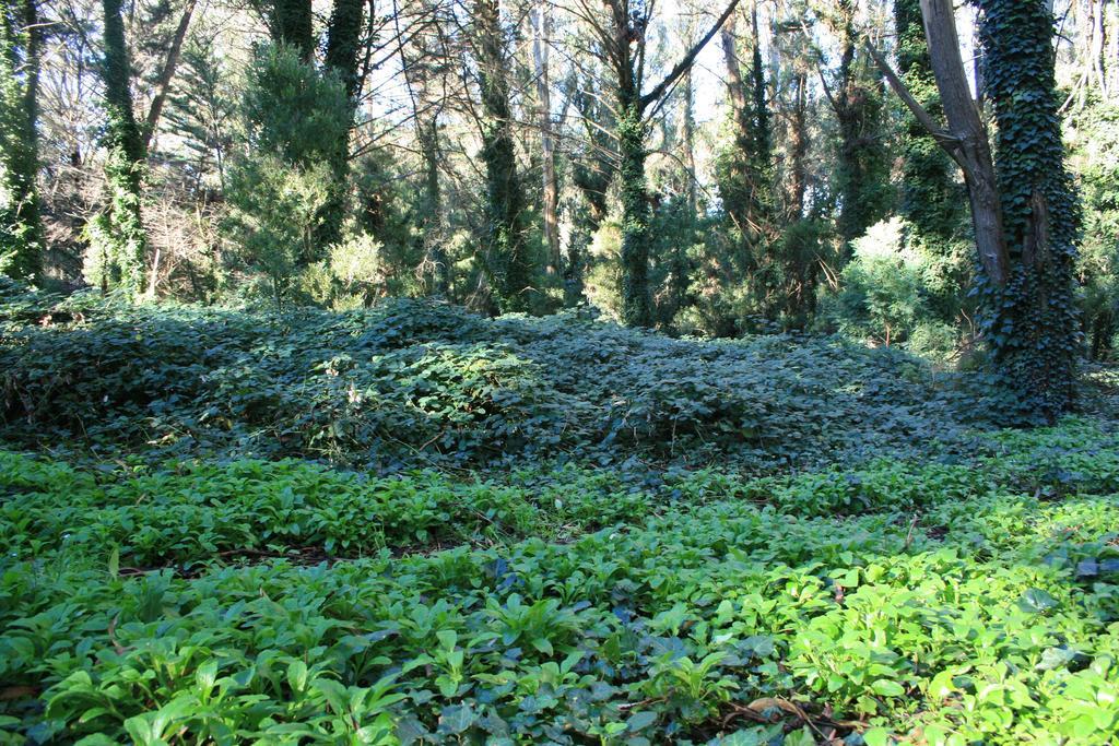 Las Cortaderas Bosque Peralta Ramos マル・デル・プラタ エクステリア 写真
